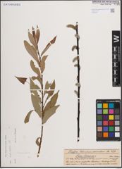 Foto von Salix daphnoides Vill.